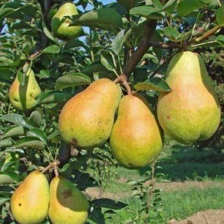 Груша Вільямс (Дюшес літній, Бон-Кретьен Вільямс, Бартлетт) [2-річна з відкритим коренем]