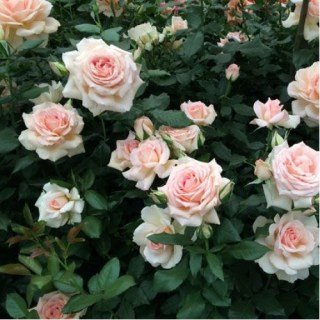 chandos-beauty2-500x500