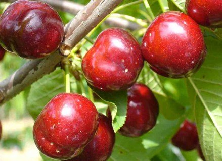 Черешня Фольфер [2-річна з відкритим коренем]