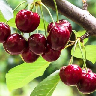 cherevishnya-400x400