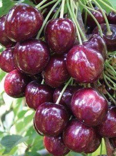 Черешня Феровія [2-річна з відкритим коренем]