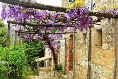 chinese-wisteria-wisteria