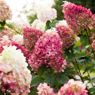 Гортензія волотиста Колорфул Коктейль (Colourful Cocktail)