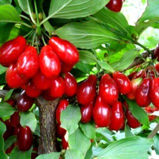 Кизил Володимирський [5-річний в контейнері] 