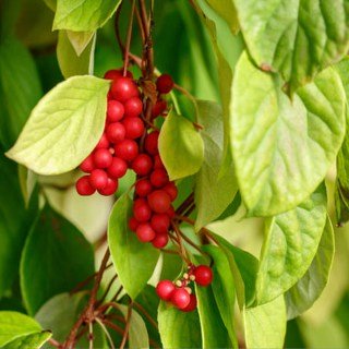 copy_shtambovaya-smorodina-lakomka-1-sazhenets-74673725691685