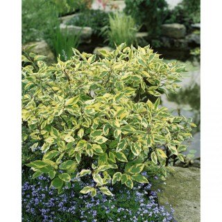 Дерен Гоучаулті (Gouchaultii)