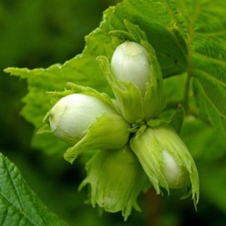 Фундук Косфорд [2-річний з відкритим коренем]