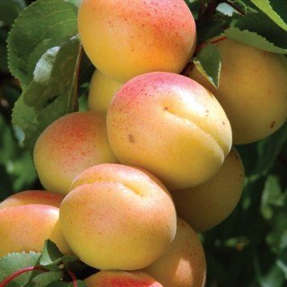 Апріум Кот-Н-Кенді (гібрид абрикосу і сливи) [2-річний з відкритим коренем]