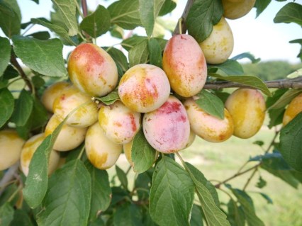 Слива Апріміра [2-річна з відкритим коренем]