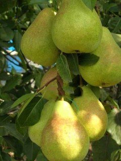 Груша Дельбарью (RX - 12) [1-річна з відкритим коренем]