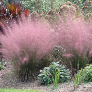 Полевичка видна (Гусятник видний, Eragrostis spectabilis) [контейнер 250мг]