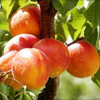 Абрикос Великоплідний Дуки [2-річний з відкритим коренем]