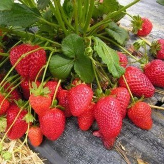 Полуниця Мурано