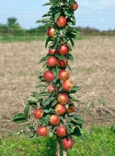 Яблуня колоновидна Останкіно [1-річна з відкритим коренем]