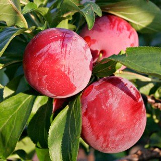 Алича Данді Блу [1-річна з відкритим коренем]