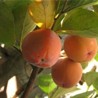 Хурма Дар Софіївки [2-річна в контейнері 5л.]