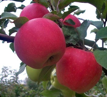 Яблуня Дельбар Жюбиле [1-річна з відкритим коренем]