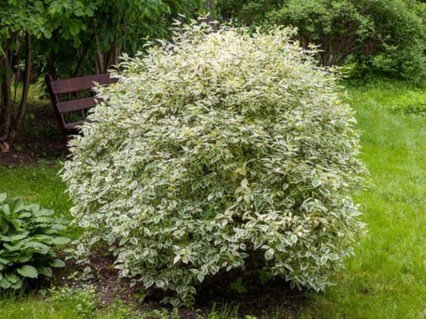 Дерен білий Елегантіссіма (Elegantissima) [1-річний в контейнері]