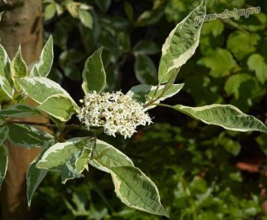 deren_beliy_elegantissima-06