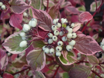 deren_beliy_elegantissima-07