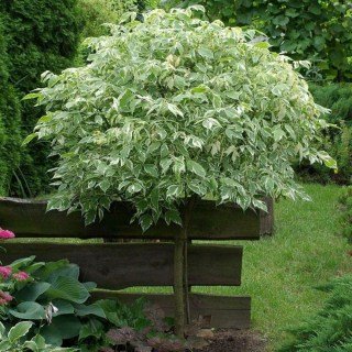 Дерен на штамбі Елегантіссіма (Elegantissima)