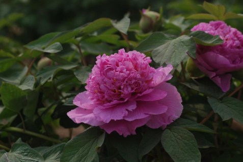 derevovidna-pivoniya-colorful-painting-cai-hui-38084713067422_small11