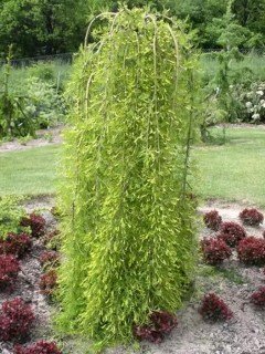 detalnaya-vertikalnaya-valker