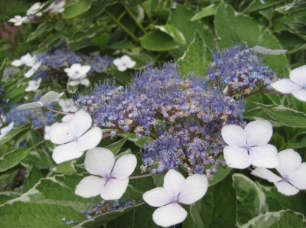 Гортензия крупнолистная Mariesii Variegata / Maculata