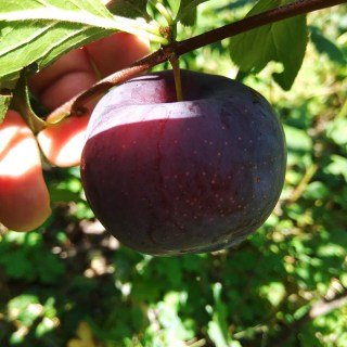 diploidnaja-sliva-automn-glo-1