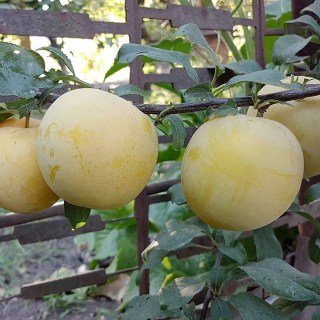 Слива диплоидная То-Че-Сан (T.C. Sun) [2-летняя с открытой корневой системой]