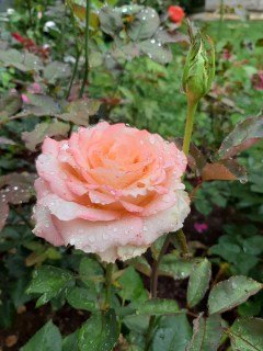 Роза Дует (Duett)