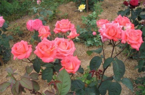 e8f62ef20e0065bbfb698b62040575df