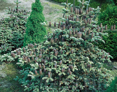 Ялиця корейська Блауер Пфіф (Abies koreana Blauer Pfiff)