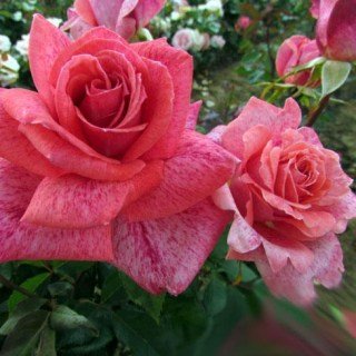 ec471b0f26f48b7da48107ce6a1d6bf3