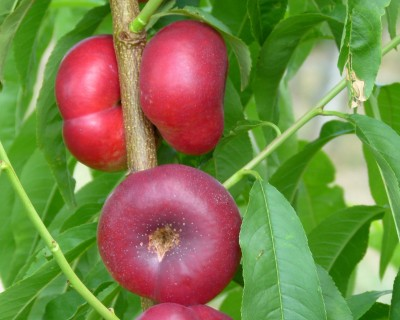 eca138c59a817f42ec506a39fda2c375