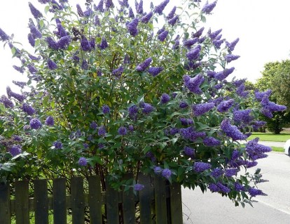Буддлея Давида Нано Блю (Nanho Blue)