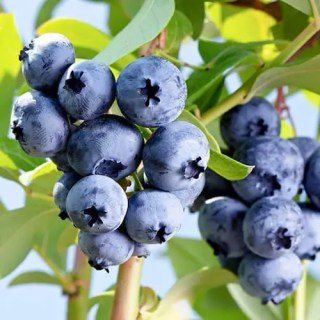 Лохина Елізабет (Elizabeth) [1-річна, контейнер 0.5л]