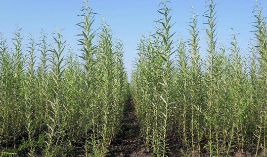 Верба енергетична Сахалінська [5 черенків (20см)]