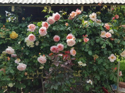 englische-rose-abraham-darby-03