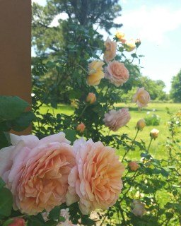 englische-rose-abraham-darby-04