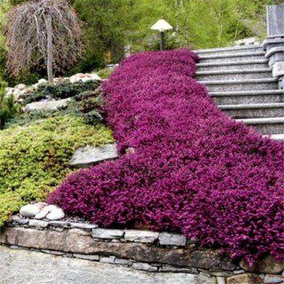 erika-darlenskaya-erica-darl-kramer-s-rote