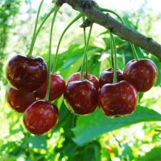 Черешня Этика