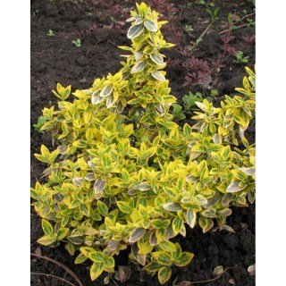 Бруслина форчуна Емеральд Голд (Emerald Gold) [контейнер p9 (0.5л.)]