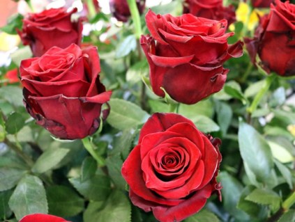 Роза Експлорер (Explorer)