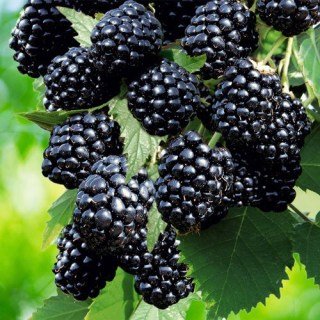 Ожина Рубен