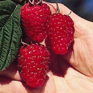 Малина Мамонт