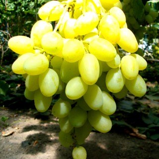 f1c05d58ca09e2bfbcca510b877eed33