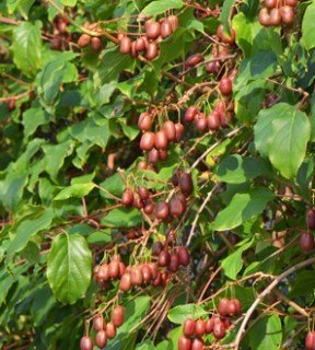 f45daebc_70aa_11e5_bf19_b8763f02fe72_f45daec1_70aa_11e5_bf19_b8763f02fe72.resize1