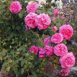 Троянда плетиста Мадам Ісаак Перейра (Mme Isaac Pereire)