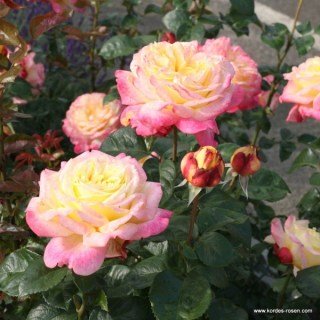 Троянда Ювілей Кордеса (Kordes' Jubilee)